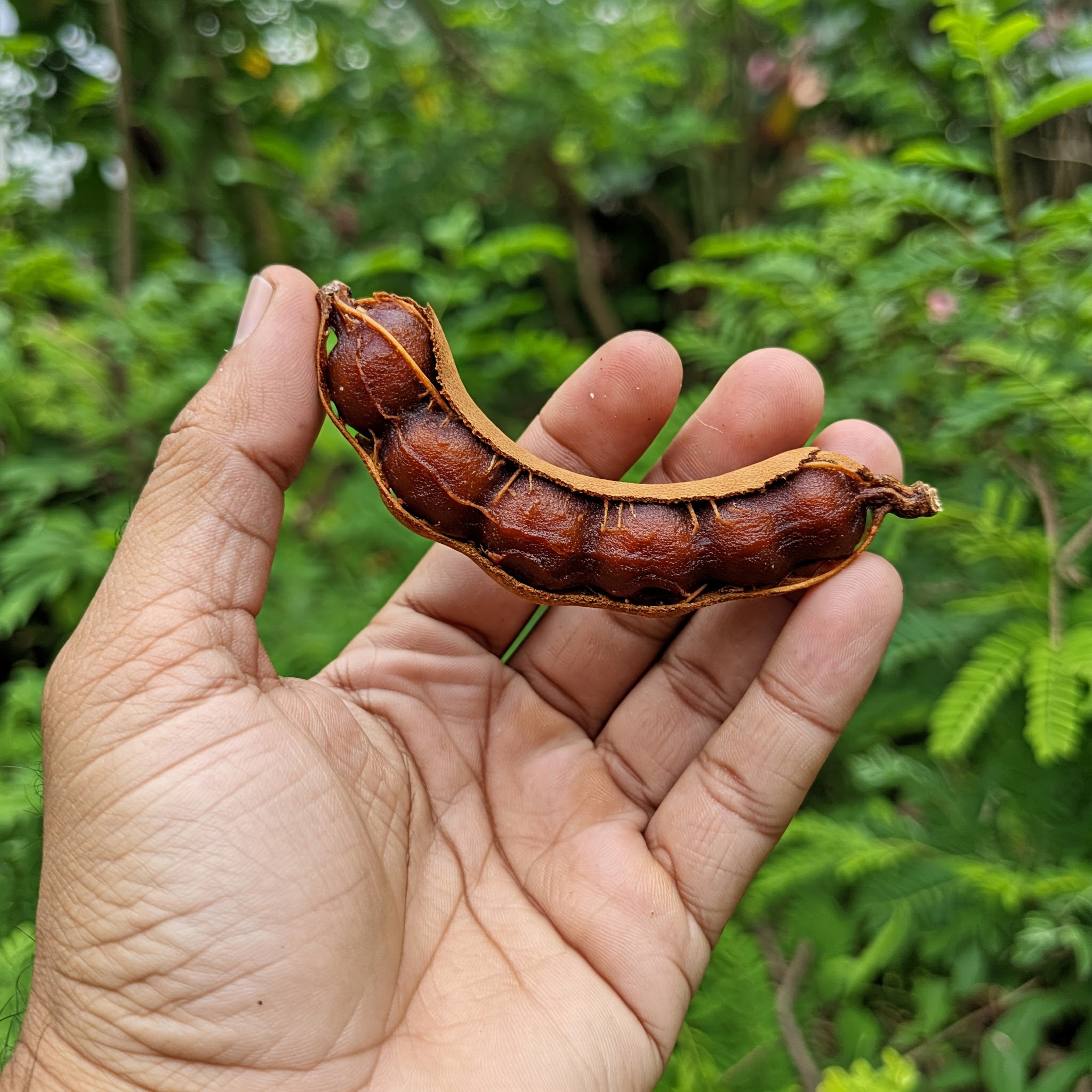 A Fruta Rica em Potássio (mais que banana) Que Você Precisa Conhecer